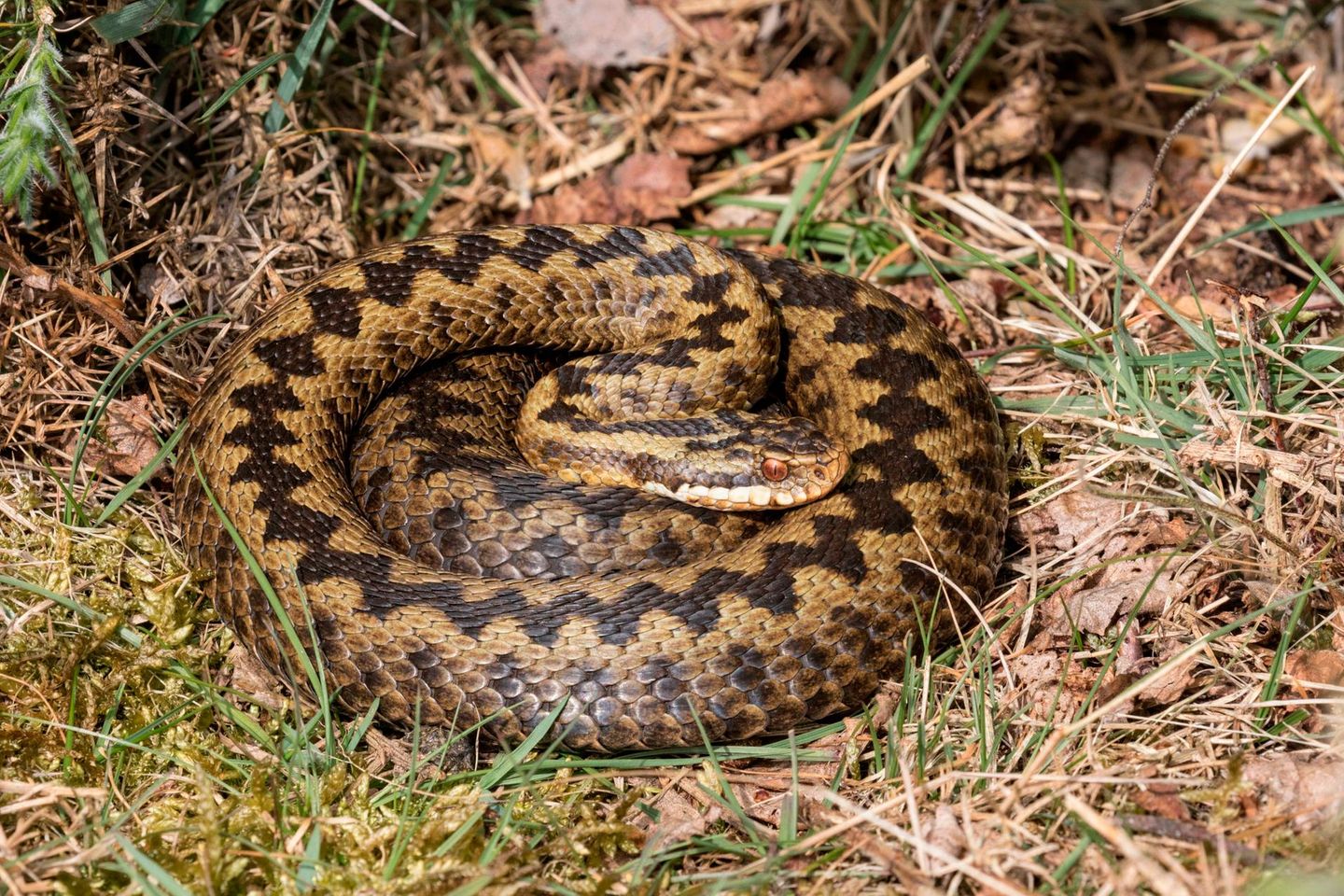 Gemeinsam erstarrt Kreuzotter