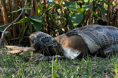 Dunkle Tigerpython verschlingt Weißwedelhirsch