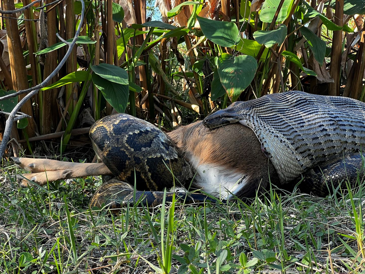 Dunkle Tigerpython verschlingt Weißwedelhirsch