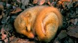 Haselmaus