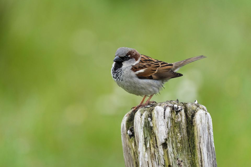 Haussperling, Spatz männlich, Deutschland