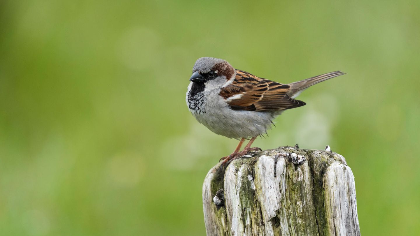 Haussperling, Spatz männlich, Deutschland
