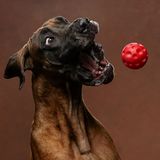 Ein Hund fängt mit aufgerissenem Maul und Augen einen Ball