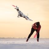 Ein Dalmatiner fängt eine Frisbee im Flug