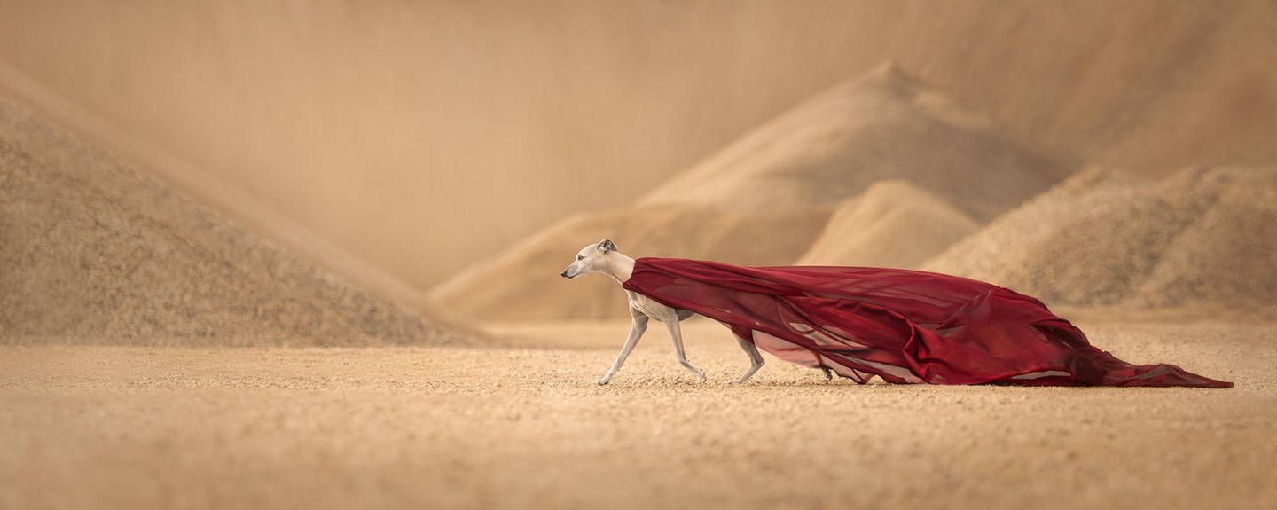 Ein Windhund läuft wie ein Model mit einem roten Tuch bekleidet durch eine Sandwüste