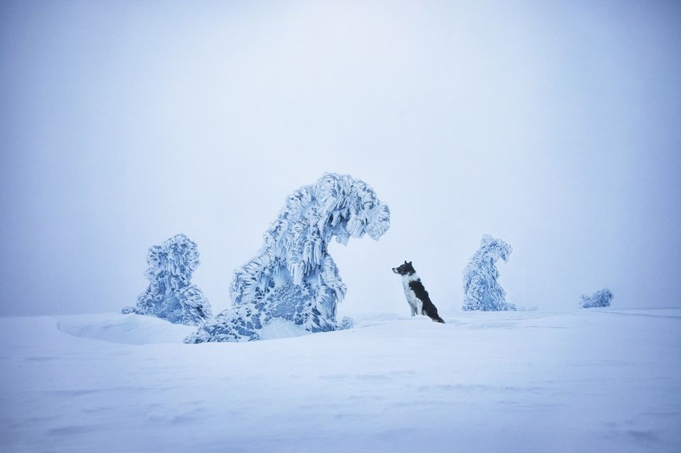 Ein Hund steht in einer schneebedeckten Landschaft