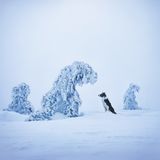 Ein Hund steht in einer schneebedeckten Landschaft
