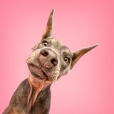 Ein Hund vor pinkem hintergrund grinst fast schon in die Kamere