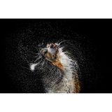 Ein Hund schüttelt sich das Wasser aus dem Fell