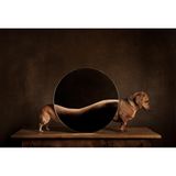 Ein Dackel hinter einem runden Spiegel der einen menschlichen Rücken zeigt