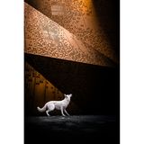 Ein weißer Schäferhund steht vor einem Museum und schaut gen Himmel