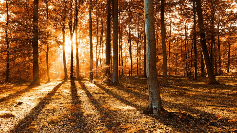 Tipps und Antworten: Herr Wohlleben, was sollten wir über den Herbstwald wissen?