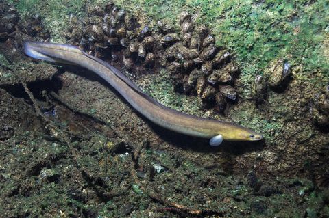 Der Europäische Aal ist ein Süßwasserfisch, der zum Laichen Tausende Kilometer durch den Atlantik wandert