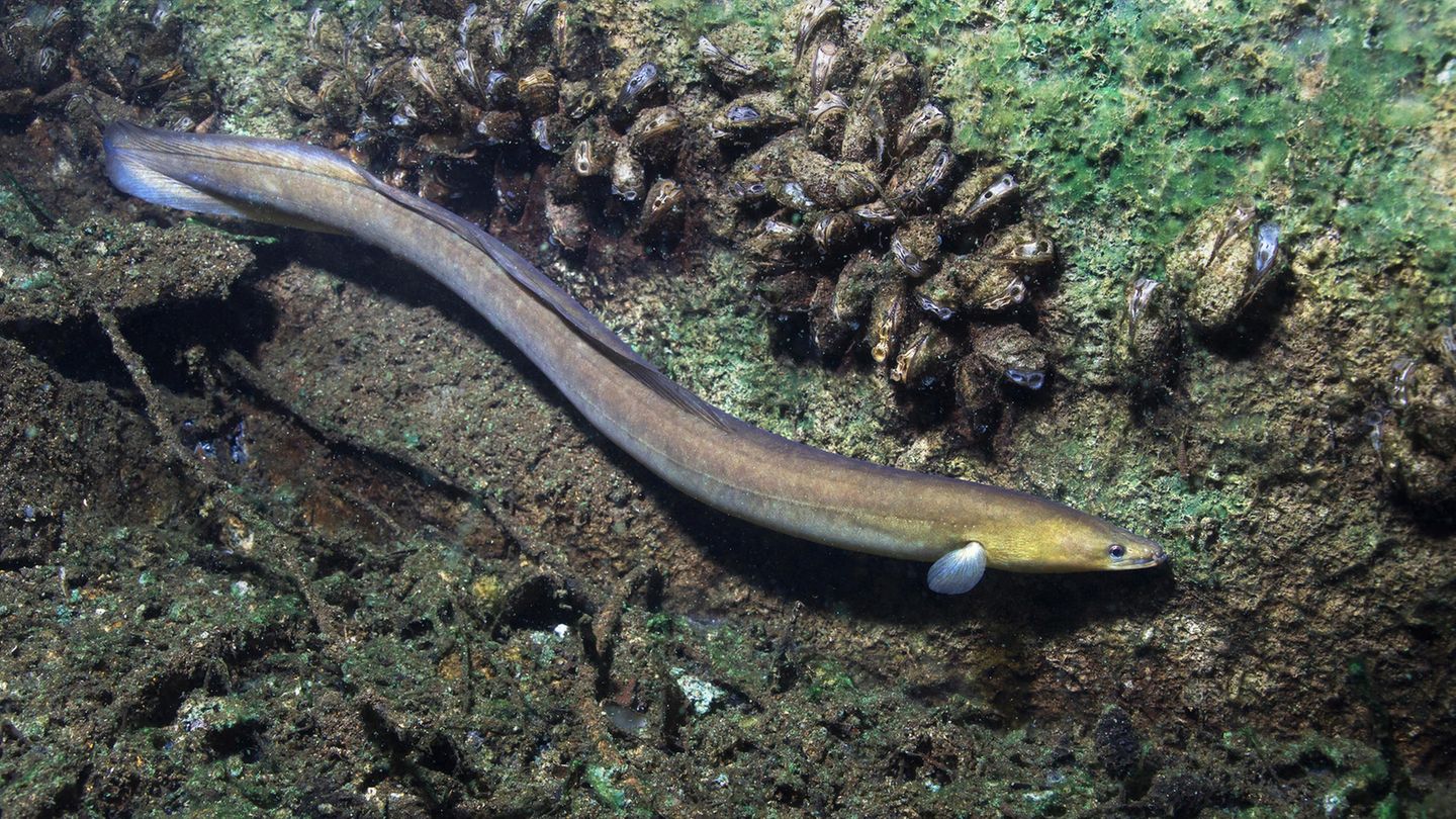 Vom Aussterben bedroht: Der Europäische Aal ist ein Süßwasserfisch, der zum Laichen Tausende Kilometer durch den Atlantik wandert Der Europäische Aal ist ein Süßwasserfisch, der zum Laichen Tausende Kilometer durch den Atlantik wandert