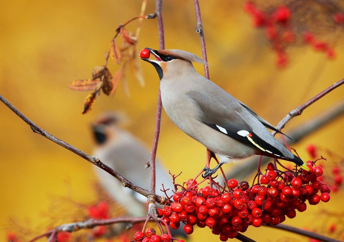 Seidenschwanz (Bombycilla garrulus) isst eine Vogelbeere