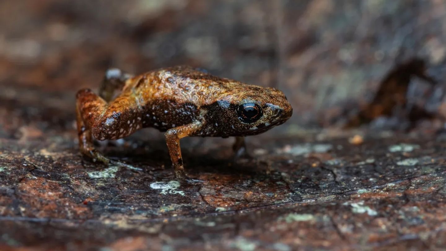 Brachycephalus dacnis misst nur knapp sieben Millimeter