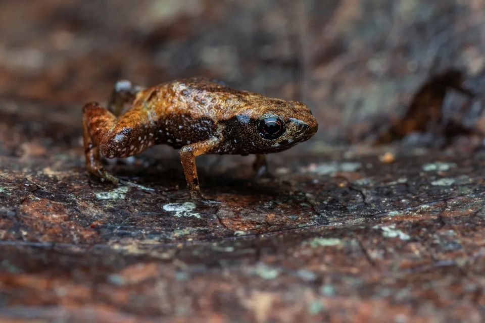 Brachycephalus dacnis misst nur knapp sieben Millimeter 1.5