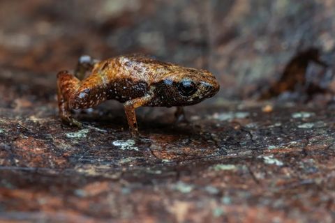Brachycephalus dacnis misst nur knapp sieben Millimeter