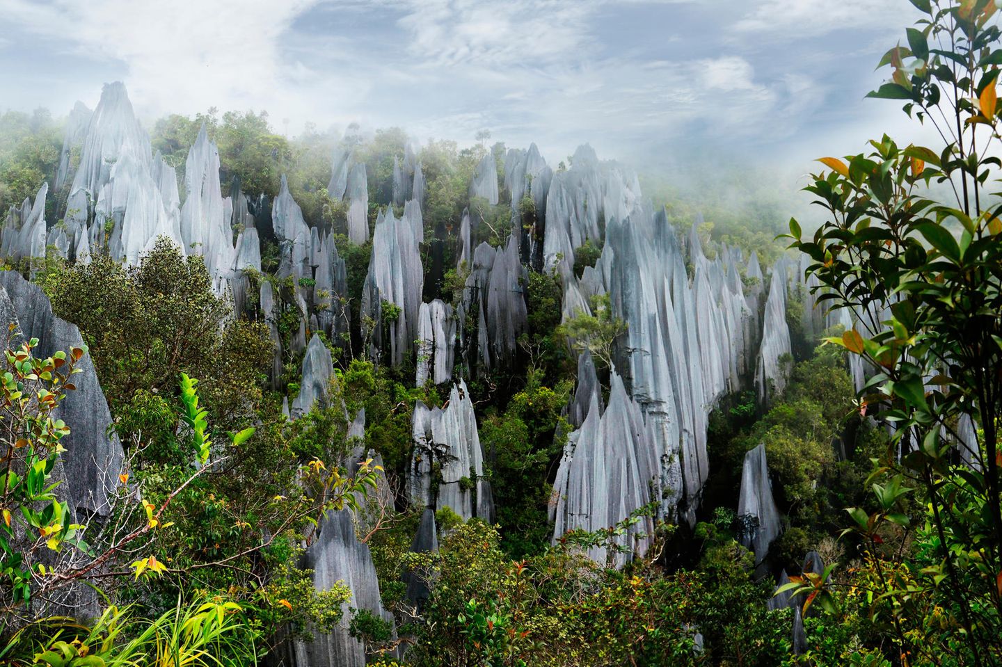 Die "Pinnacles" (Steinsäulen) im Gunung Mulu Nationalpark