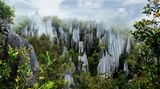 Die "Pinnacles" (Steinsäulen) im Gunung Mulu Nationalpark