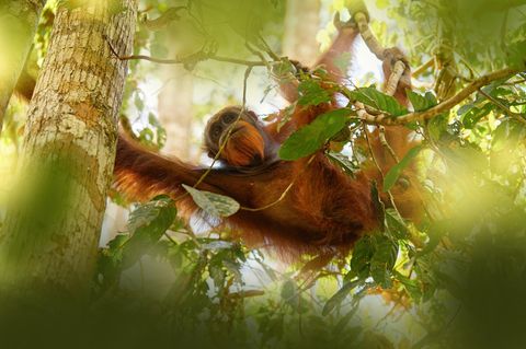 Ein Orang-Utan schwingt sich durch den Regenwald auf Borneo am Fluss Kinabatangan in der malaysischen Region Sabah