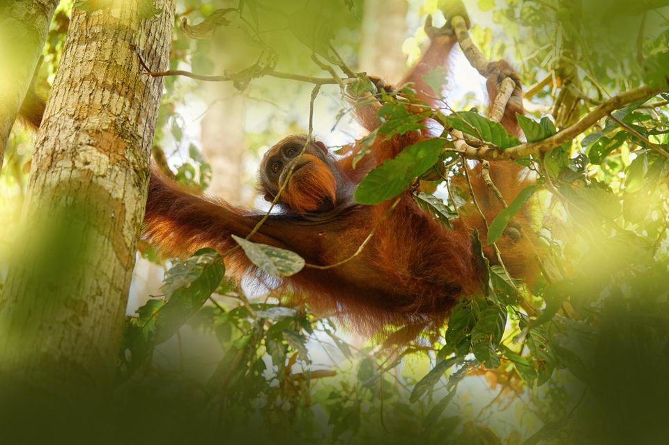 Ein Orang-Utan schwingt sich durch den Regenwald auf Borneo am Fluss Kinabatangan in der malaysischen Region Sabah 1.5004