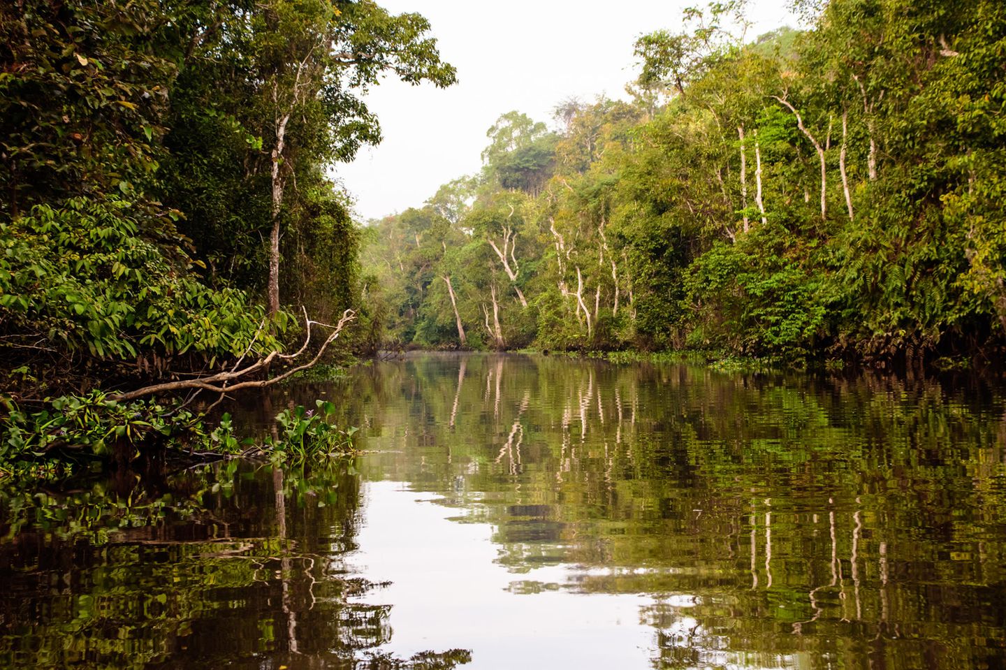 Der Fluss Kinabatangan auf Borneo in der malaysischen Region Sabah