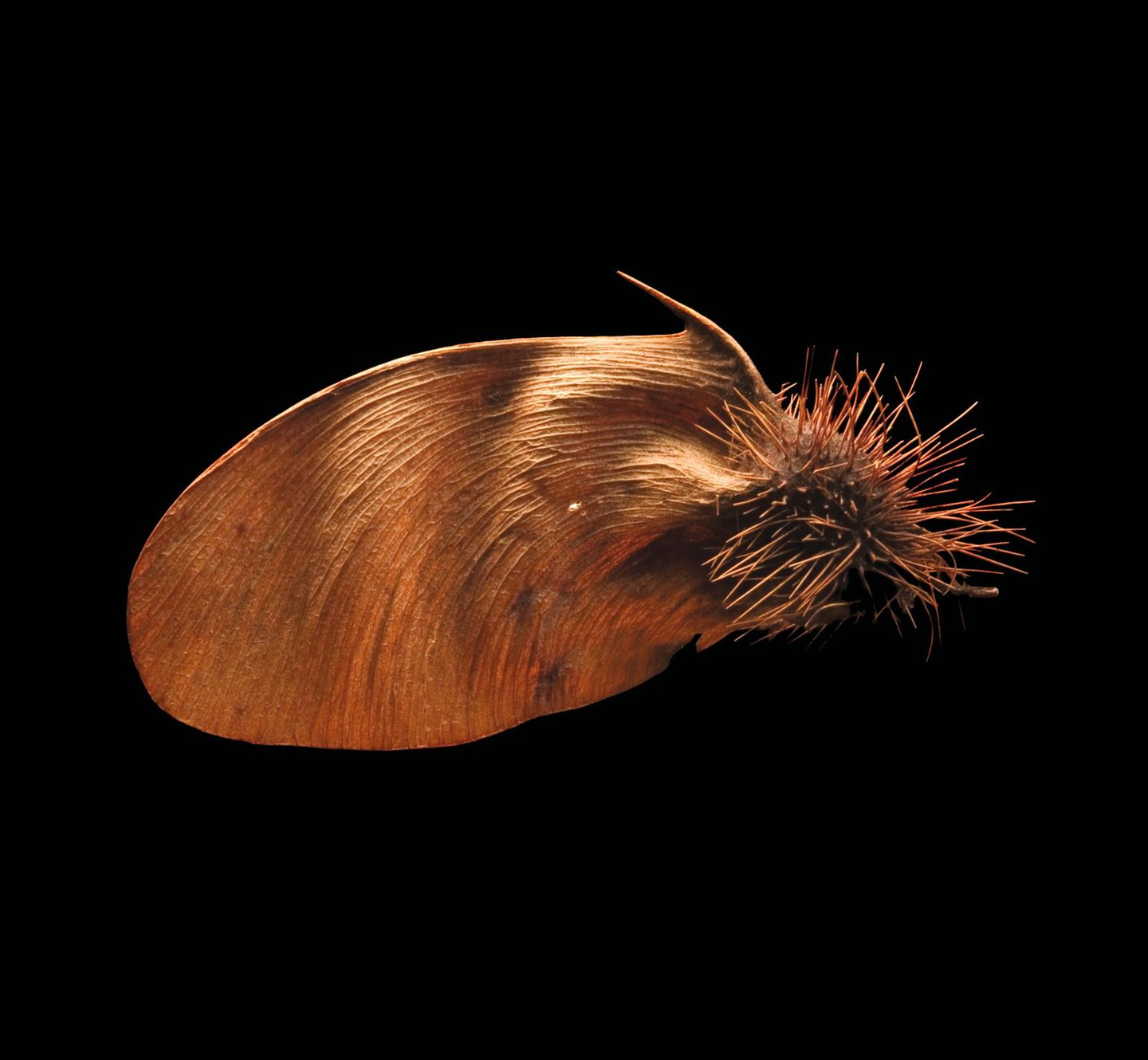 Sex, überall Sex Der Samen schimmert in hellen Braun. Links ragt ein Flügel ins Nichts, rechts sitzen Stachel