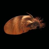 Der Samen schimmert in hellen Braun. Links ragt ein Flügel ins Nichts, rechts sitzen Stachel