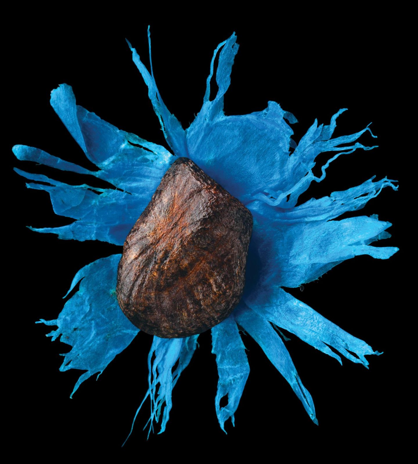 Der braune Samen liegt, als sei er das Innere einer Blume, auf dem sternförmig aufgefalteten, blauen Mantel des Samen