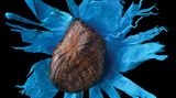 Der braune Samen liegt, als sei er das Innere einer Blume, auf dem sternförmig aufgefalteten, blauen Mantel des Samen