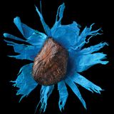 Der braune Samen liegt, als sei er das Innere einer Blume, auf dem sternförmig aufgefalteten, blauen Mantel des Samen