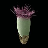 Der schmale, kelchartig zulaufende Samen einer Sand-Kreuzblume. Auf dem türkisen "Körper" sitzt ein Büschel violetter "Haare"