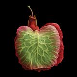 Der Samen des Großen Sauerampfers, stark vergrößert. Er ist rot und grün eingefärbt, seine Form ähnelt jender eines Apfels.