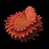 Aus dem knallroten Körper des Mittagsblumensamens ragen blassviolette Punkte hervor