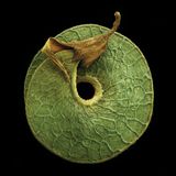 Die kreisrunde und grüne Samenfrucht des Strauch-Streckenklees hat in der Mitte ein kleines Loch