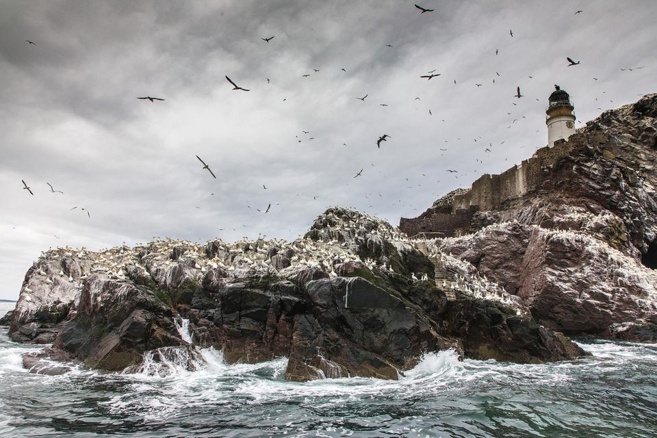 Ein Blick von der Küste East Lothians offenbart die etwa zwei Kilometer entfernte Felseninsel Bass Rock, die sich aus dem Meeresarm Firth of Forth erhebt. Der kahle Fels beherbergt eine der größten Basstölpel-Kolonien in Europa und steht unter Naturschutz. Überfahrten mit dem Boot werden vom Seabird Centre in North Berwick organisiert und erlauben in den Sommermonaten spektakuläre Fotoaufnahmen der eleganten Vögel. 1.5004