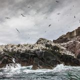 Ein Blick von der Küste East Lothians offenbart die etwa zwei Kilometer entfernte Felseninsel Bass Rock, die sich aus dem Meeresarm Firth of Forth erhebt. Der kahle Fels beherbergt eine der größten Basstölpel-Kolonien in Europa und steht unter Naturschutz. Überfahrten mit dem Boot werden vom Seabird Centre in North Berwick organisiert und erlauben in den Sommermonaten spektakuläre Fotoaufnahmen der eleganten Vögel.