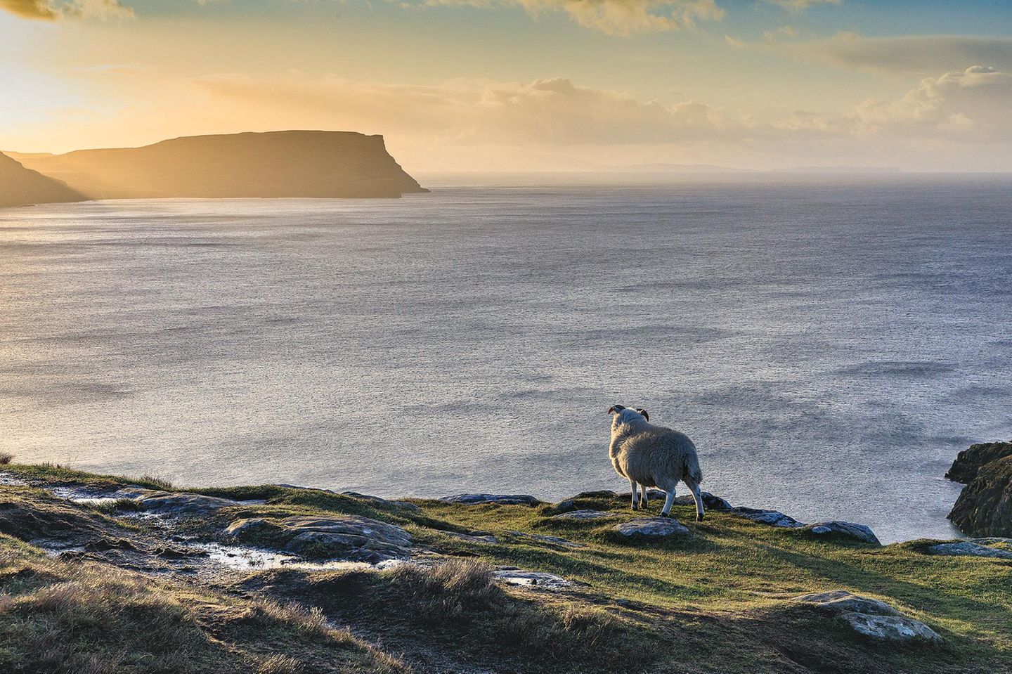 Ein Schaf auf der Halbinsel Neist Point