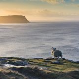 Ein Schaf auf der Halbinsel Neist Point