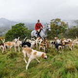 Meute bei der Fuchsjagd