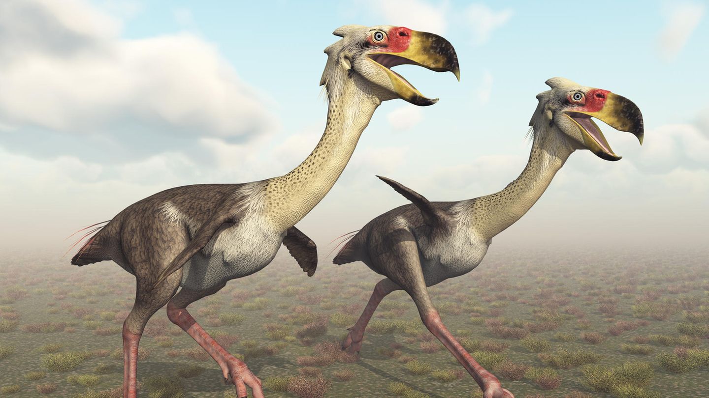 Spitzenprädator: Terrorvögel machten im Miozän Jagd auf andere Tiere. Wie in dieser Illustration könnten sie dabei ausgesehen haben Terrorvögel machten im Miozän Jagd auf andere Tiere. Wie in dieser Illustration könnten sie dabei ausgesehen haben