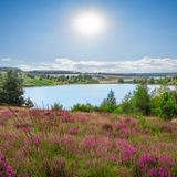 Heidekraut und Seenlandschaft im Nationalpark Hoge Kempen, Belgien.