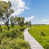 Wanderer auf einem Weg inmitten des Naturparks Hohes Venn in Belgien