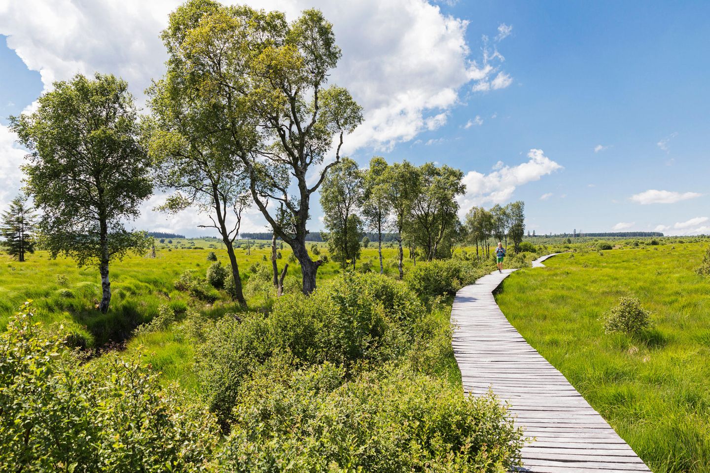 Hohes Venn: Auf Holzstegen durchs Moor Wanderer auf einem Weg inmitten des Naturparks Hohes Venn in Belgien