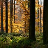 Buchen  im Sonian Forest im Herbst, Brüssel, Belgien