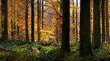 Buchen  im Sonian Forest im Herbst, Brüssel, Belgien