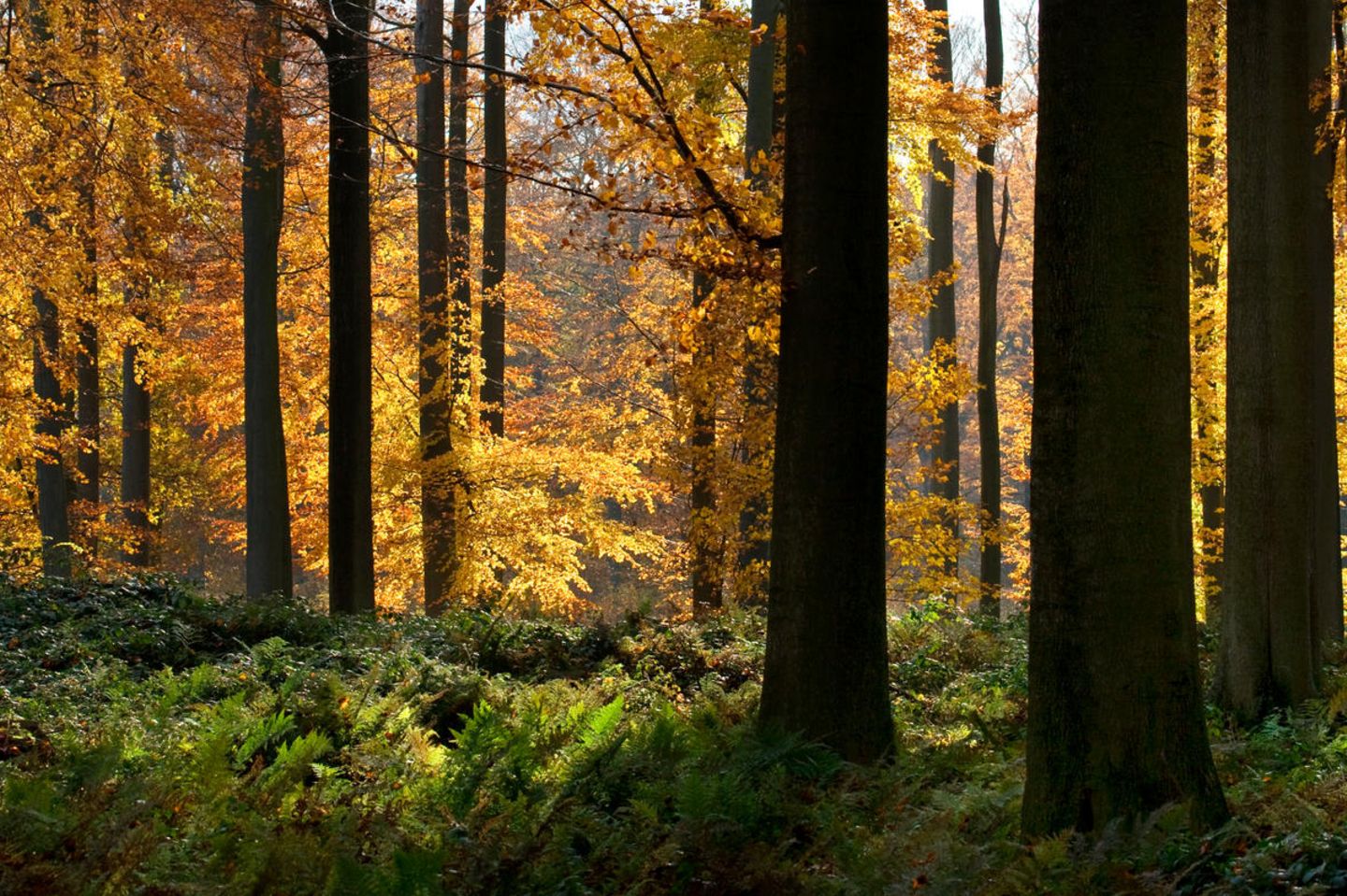 Buchen  im Sonian Forest im Herbst, Brüssel, Belgien