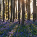 Frühlingssonne beleuchtet ein  Beet mit Glockenblumen im Hallerbos.