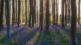 Frühlingssonne beleuchtet ein  Beet mit Glockenblumen im Hallerbos.